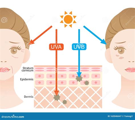 Illustration showing the difference between UVA and UVB rays and their impact on skin