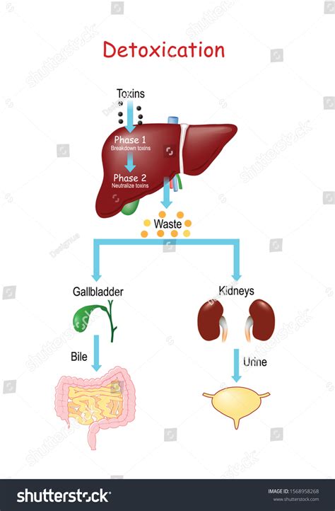 Diagram showing the body's natural detoxification pathways: liver, kidneys, lungs, skin, and digestive system.