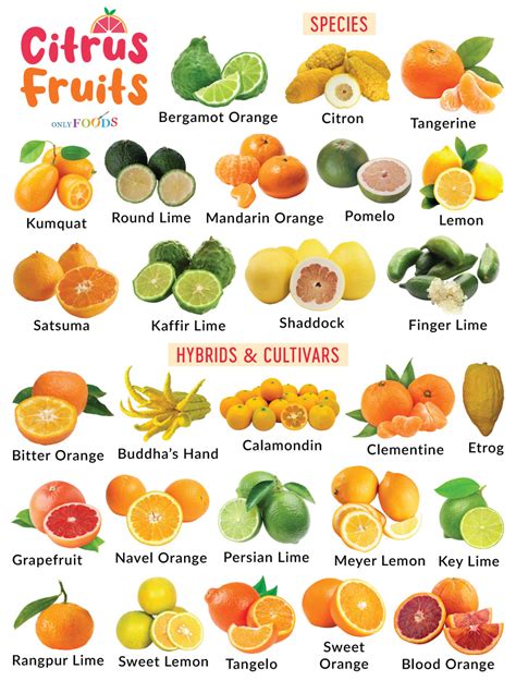 Illustration showing common citrus fruits and warning symbols for photosensitivity.