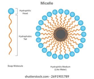 infographic explaining the micelle structure and how it cleanses the skin