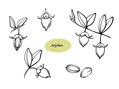 An illustration showcasing the jojoba plant and its seeds.