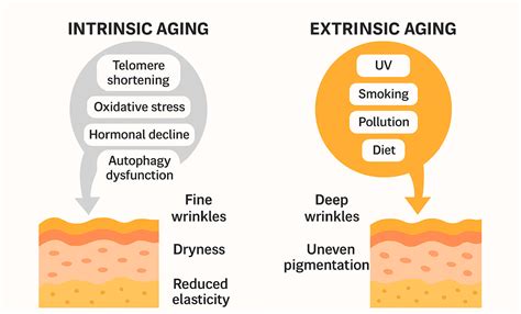 Infographic comparing extrinsic and intrinsic skin aging factors.