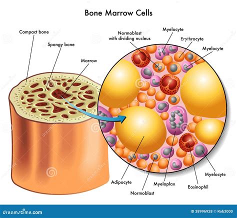 Diagram illustrating how bone marrow can seep through porous bones in young chickens.