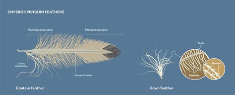 diagram illustrating how down feathers trap air for insulation