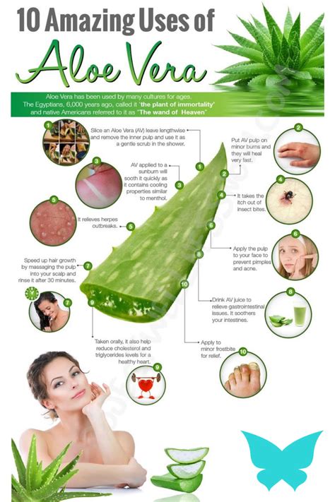 Illustration showing the benefits of aloe vera for skin