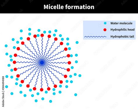 Diagram showing how micelles attract and lift impurities from the skin.