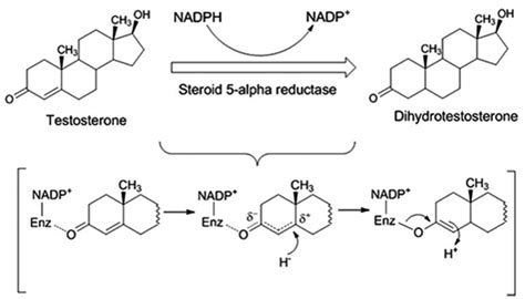 Infographic illustrating the mechanism of ketoconazole inhibiting 5-alpha reductase and reducing DHT.