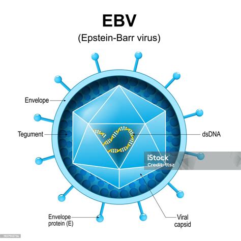 Illustration of the Epstein-Barr virus (EBV) structure.