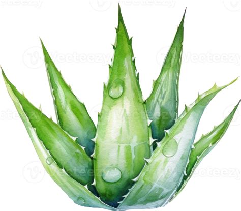 Illustration of an aloe vera plant and its gel