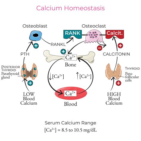 Diagram illustrating the different forms of calcium in the blood: protein-bound, complexed, and ionized.