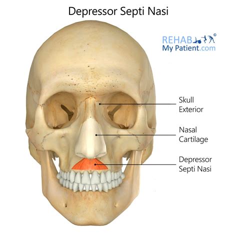 Illustration of facial muscles around the nose, highlighting the nasalis and depressor septi nasi muscles.