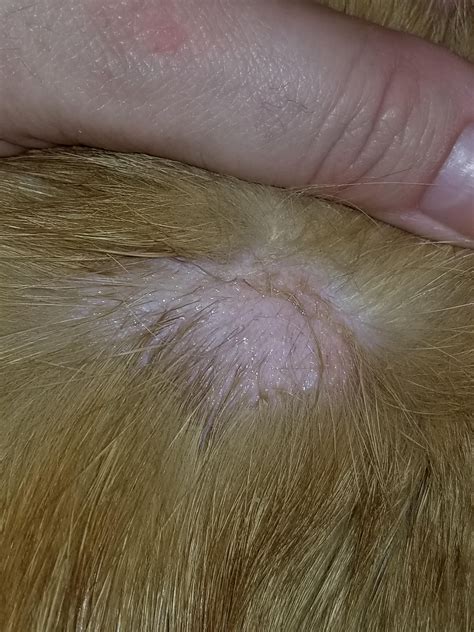 Close-up image of a dog's head showing a typical circular, bald patch indicative of ringworm