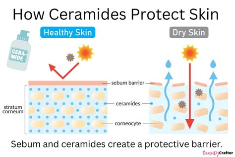 Infographic illustrating the skin barrier function and how ceramides help maintain it.