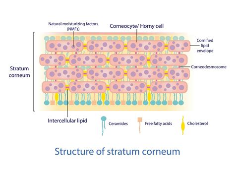 Illustration of the skin's barrier function, highlighting the stratum corneum and lipid layers.