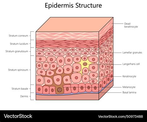 Diagram illustrating the structure of the skin, with the epidermis as the top layer.
