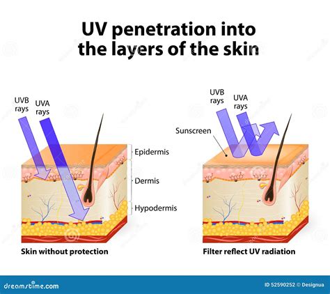 Diagram illustrating the difference between UV radiation and visible light penetration into the skin.