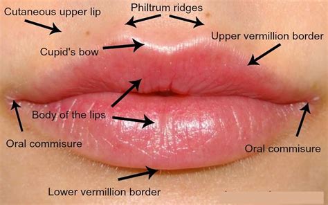 Illustration showing the anatomy of the lips and potential areas for filler injection.