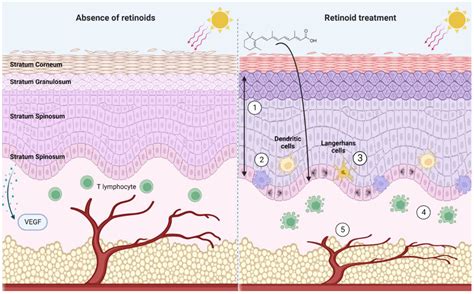 Diagram illustrating the mechanism of retinoids on skin cell turnover and collagen production.