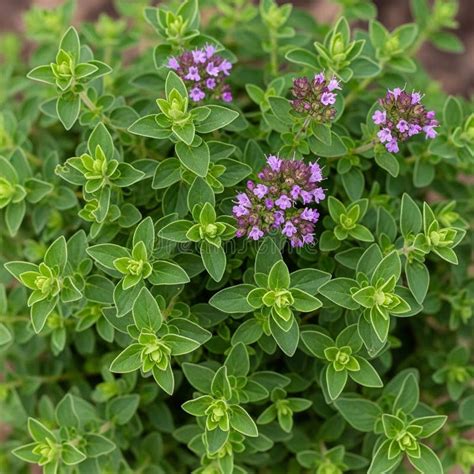 Illustration of the Origanum vulgare plant, highlighting its flowering herb.