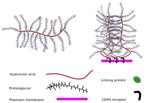 Infographic illustrating the molecular structure of collagen and hyaluronic acid and their interaction with skin cells.
