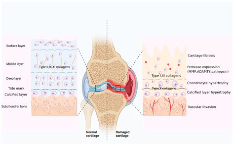 Diagram showing how collagen supports joint cartilage and reduces inflammation.