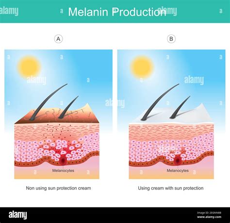 Illustration showing the mechanism of vitamin C on melanin production in the skin
