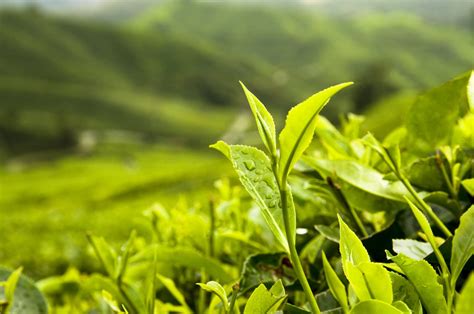 A close-up of green tea leaves and a drop of oil.