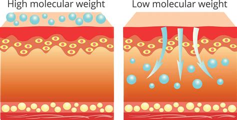 Diagram comparing the penetration depth of high molecular weight vs. low molecular weight hyaluronic acid into the skin layers.
