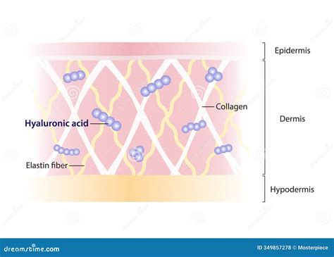 Illustration of the eye contour area showing the effect of hyaluronic acid on hydration and elasticity.