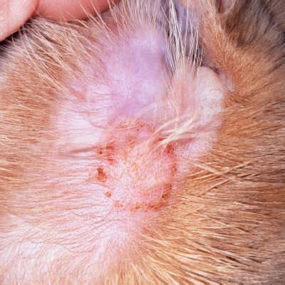 Photo of a cat with circular patches of hair loss and scaly skin on its face and ears, typical of ringworm.