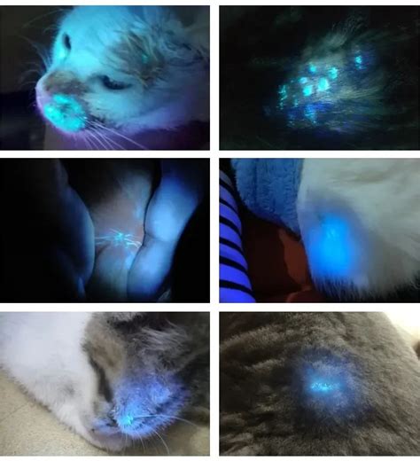 Illustration showing a cat being examined with a Wood's lamp, highlighting a green fluorescent patch on its fur.