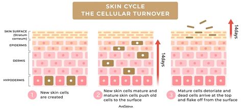 Illustration showing the mechanism of action of tretinoin on skin cells, highlighting cell turnover and collagen production.