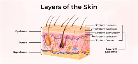Diagram illustrating the layers of the skin and the location of basal cells.