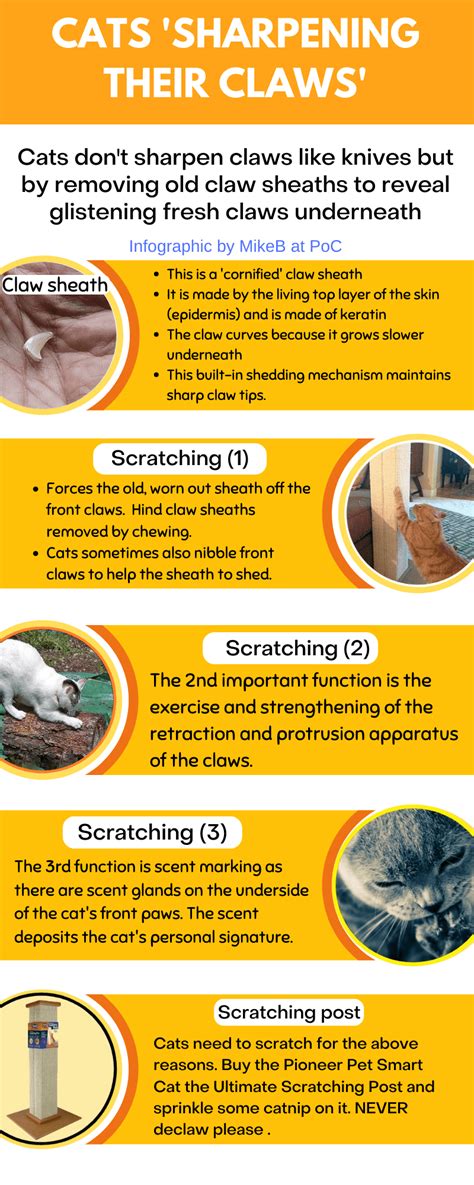 Infographic showing tips for preventing scratching, such as wearing gloves and keeping nails trimmed.
