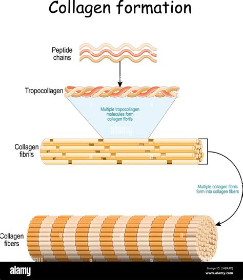 Microscopic image showing differences in collagen fibril structure between healthy and fibrotic lung tissue.