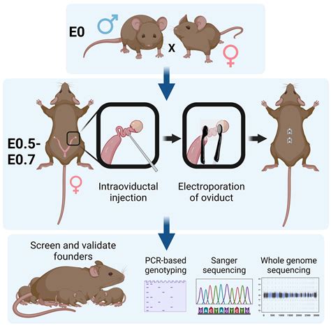 Comparison of skin sections from wild-type mice (left) and mice genetically engineered to develop skin fibrosis (right), highlighting visible hardening and thickening in the fibrotic samples.