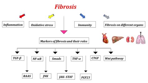 Flowchart illustrating the proposed mechanism of fibrosis initiation in the lungs, involving oxidative stress, FIH, HIF, PLOD2, LOXL2, and collagen cross-linking.