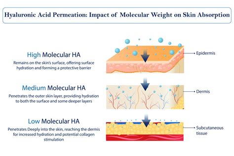 Diagram illustrating the benefits of hyaluronic acid and its absorption process