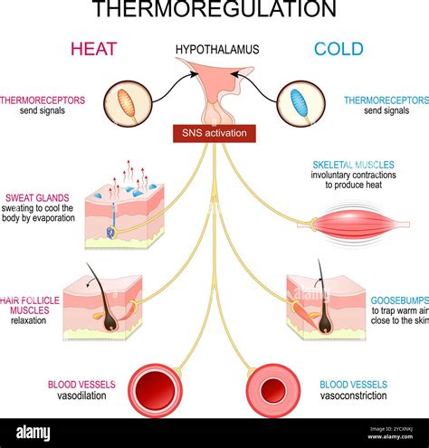 Diagram illustrating body temperature regulation through sweating and evaporation.