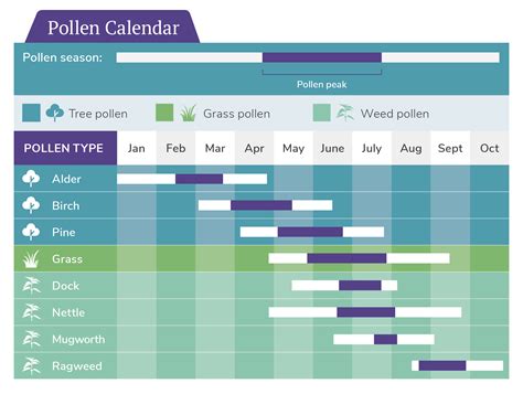 calendar highlighting peak pollen seasons for different allergens
