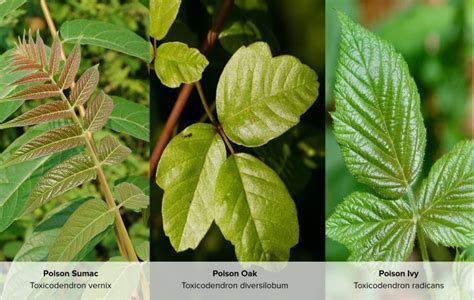 Infographic illustrating the three main plants that cause urushiol-induced contact dermatitis: poison ivy, poison oak, and poison sumac.