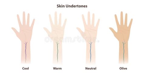 illustration showing different skin undertones (cool, warm, neutral) and how to identify them via wrist veins