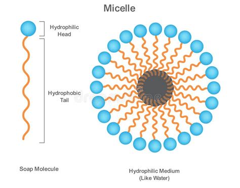 Illustration explaining the micelle structure in micellar water