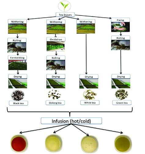 Visual representation of the green tea cultivation process on Jeju Island, highlighting Amorepacific's commitment to ingredient sourcing.