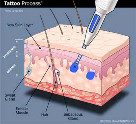 Diagram illustrating the layers of skin and where microblading pigment is deposited compared to traditional tattoo ink.