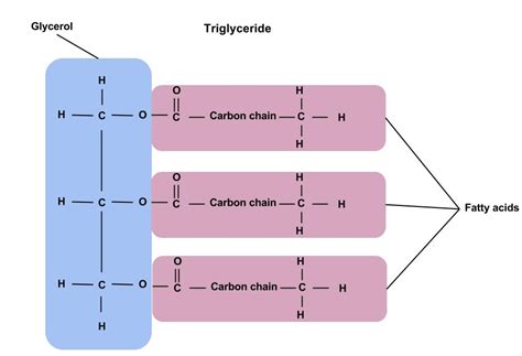 Infographic explaining the chemical difference between triglycerides (oils) and wax esters (like jojoba oil).
