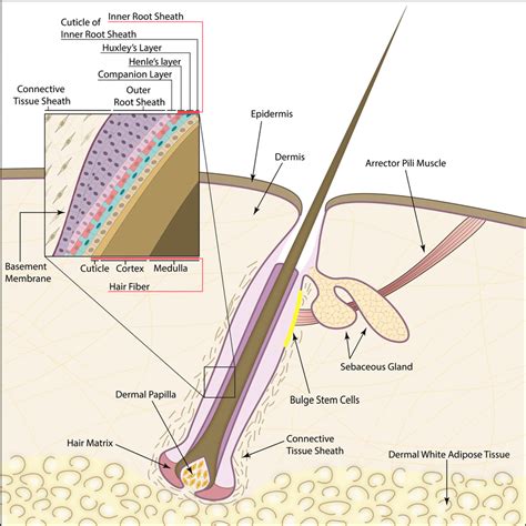 Diagram showing how LLLT impacts hair follicles at a cellular level.