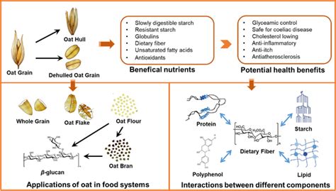Diagram illustrating the different components of an oat kernel and their skincare benefits.