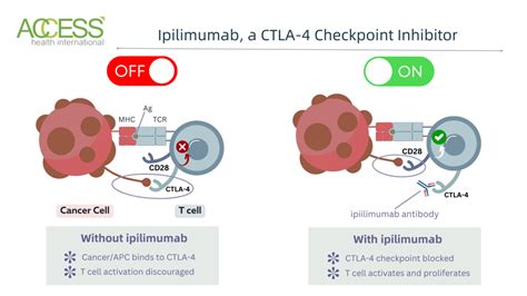 Diagram illustrating how checkpoint inhibitors nivolumab and ipilimumab work to activate T-cells against melanoma cells.