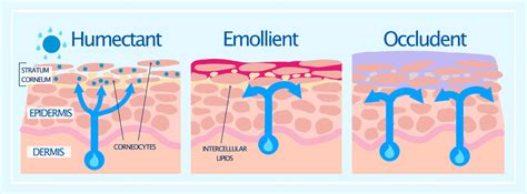 Diagram showing the skin barrier and how emollient and humectant ingredients help to maintain its integrity.